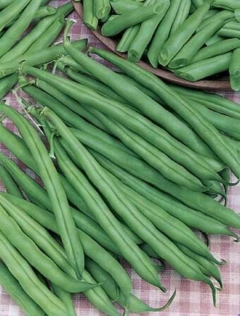 Dwarf Bean Tendergreen Seeds